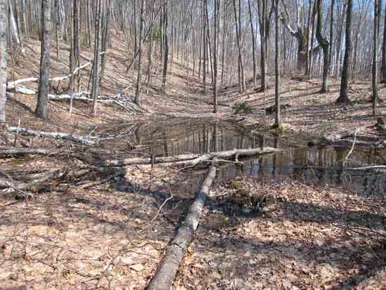 A vernal pool in early spring